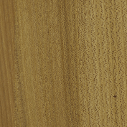 Elm (Natural Oil)